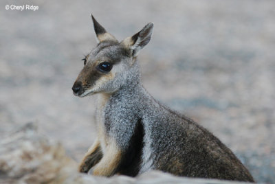 0002-rock-wallaby.jpg