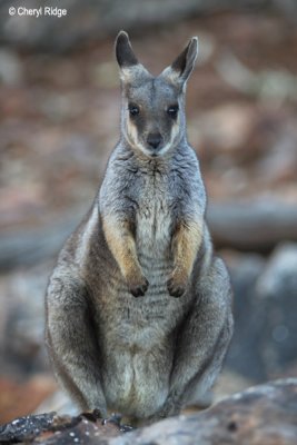 0039-rock-wallaby.jpg