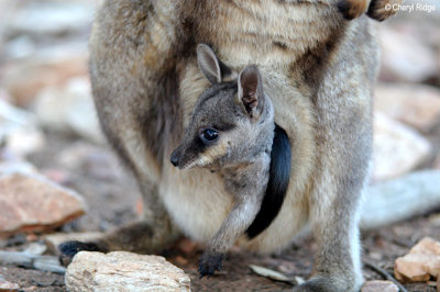 0051-rock-wallaby.jpg