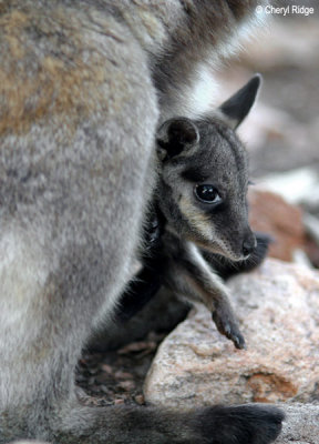 0052-rock-wallaby.jpg