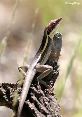 5426-long-nosed-dragon.jpg