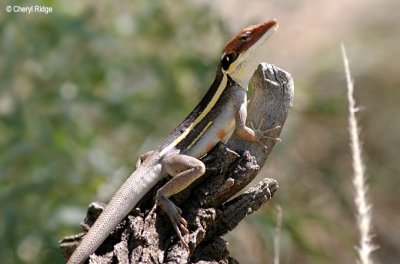 5429-long-nosed-dragon.jpg