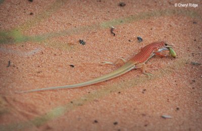 6040-skink.jpg (central australia)