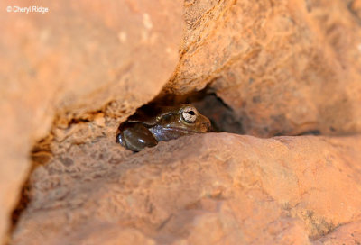 0122-frog.jpg (central australia)