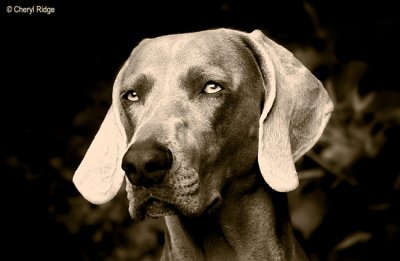 3550- the weimaraner