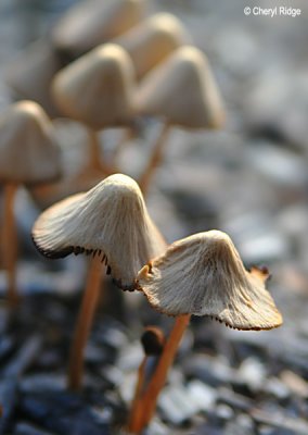 6278-fungi-web.jpg