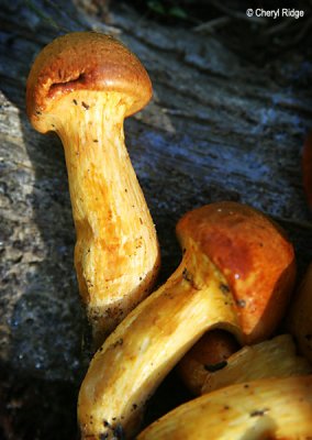 6323-fungi-web.jpg