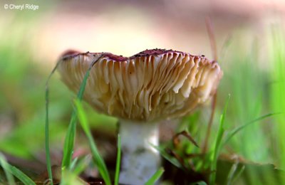 6352-fungi-web.jpg