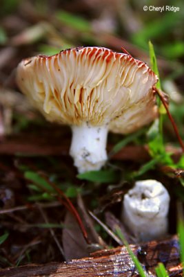 6356-fungi