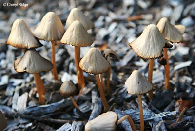 6273-fungi-web.jpg