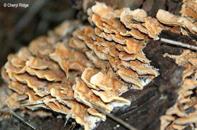 6348-fungi-web.jpg