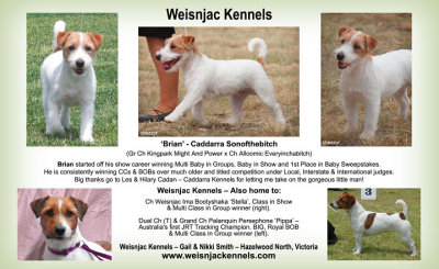 Ad layout and some of the photography for Weisnjac Kennels