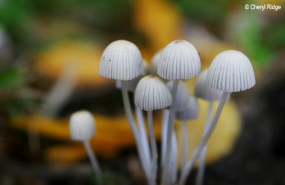 6746b-tiny-things.jpg