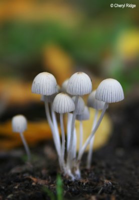6764b-tiny-things.jpg