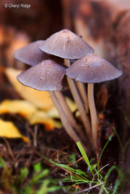 6857b-garden-web.jpg