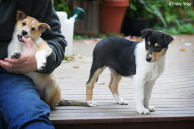 0161-puppies Esta and Emma