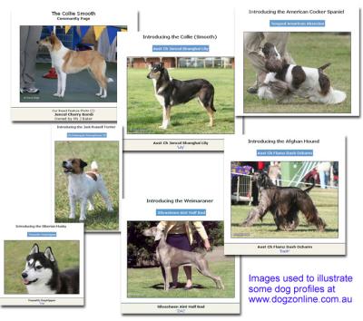 Dogzonline - some images taken by me have been used in various dog profiles
