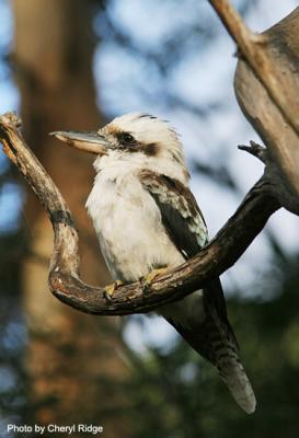 laughing kookaburra at the Grampians Victoria