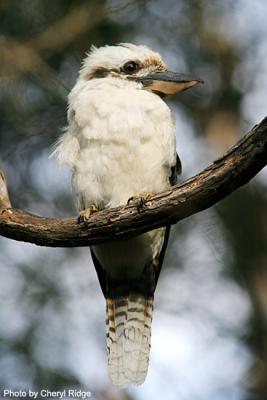 laughing kookaburra at the Grampians Victoria