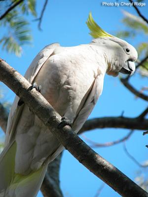 sulphur crested cockatoo