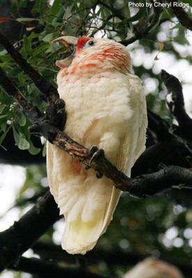 corella