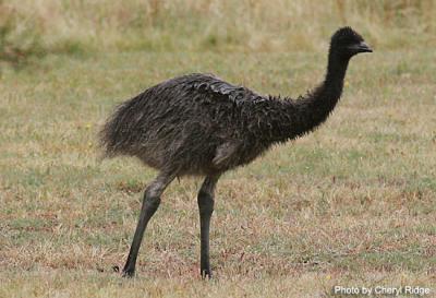 emu at the Grampians Victoria