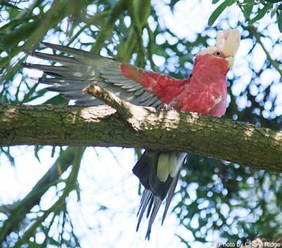 galah