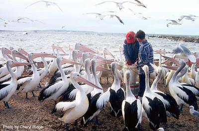 feeding time - surrounded by pelicans