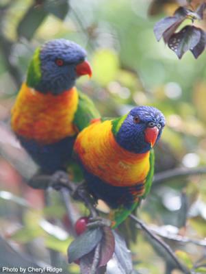 rainbow lorikeet pair in cherry plum tree