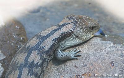 blue tongued lizard drinking 