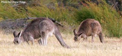 g3/24/475724/3/53955196.kangaroograze72dpi.jpg
