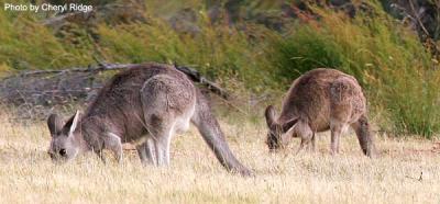 kangaroos grazing