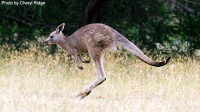 g3/24/475724/3/53955222.kangaroojump72dpi.jpg