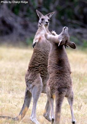 g3/24/475724/3/53955294.kangaroopair172dpi.jpg