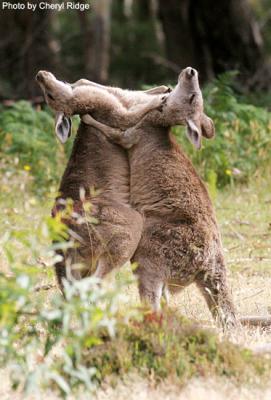 g3/24/475724/3/53955361.kangaroopair272dpi.jpg