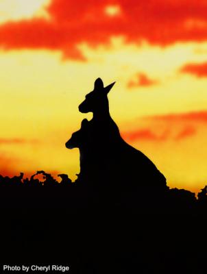 kangaroos on a hill