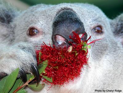g3/24/475724/3/53955494.koalaeating72dpi.jpg