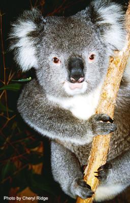 g3/24/475724/3/53955499.koalafront72dpi.jpg