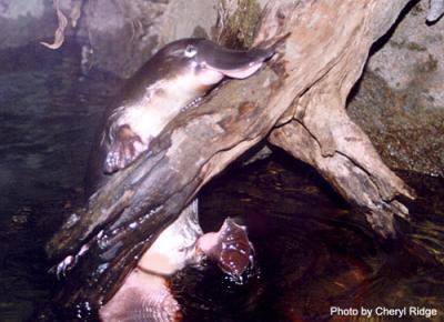 platypus climbing log (captive)