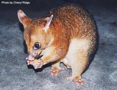 wild possum eating