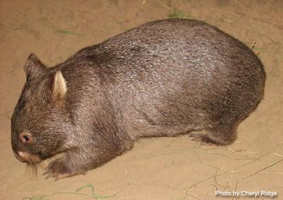 wombat (captive)