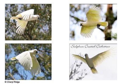 sulphur crested cockatoos in flight