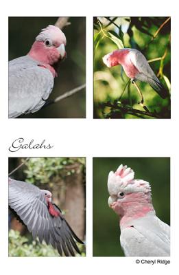 galahs