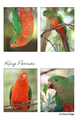 king parrots