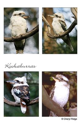 kookaburras