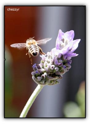 bee in flight (lavender)
