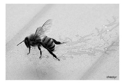 bee on frosty glass (black and white)