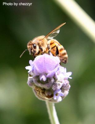 bee on top of lavender