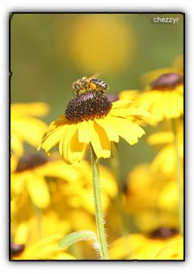 bee - yellow flowers