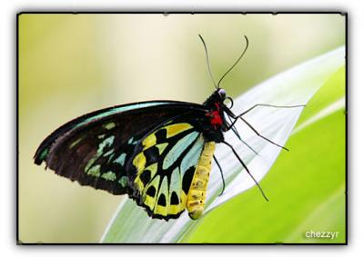 birdwing butterfly - male (melbourne zoo)